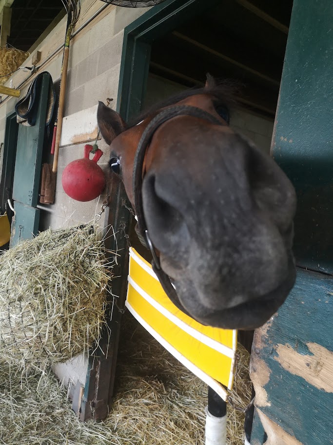 ekineos_horse_3